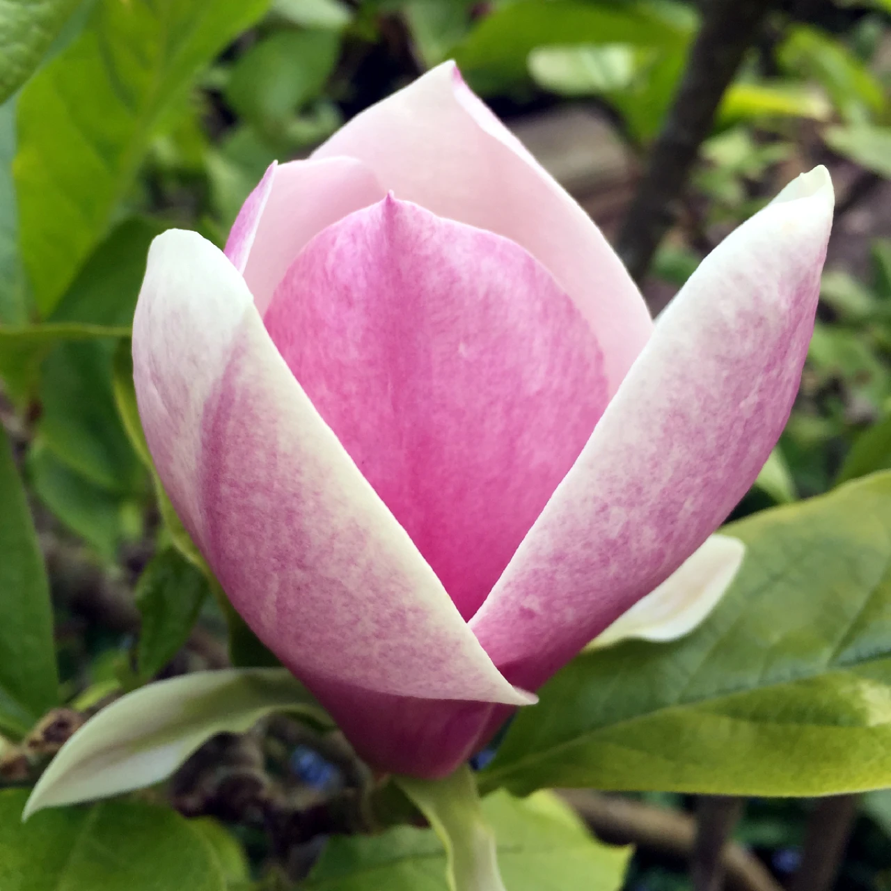 x soulangeana Lennei seedling